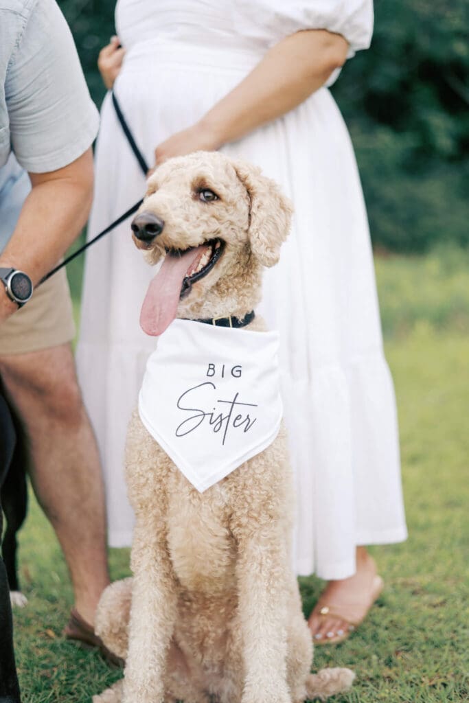 a white large poodle wears a scarf that says Big Sister