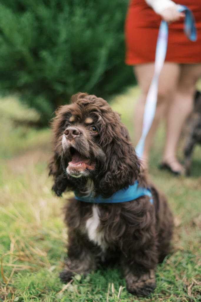 A close up image of a small brown dog as he sits in a field of Christmas Trees